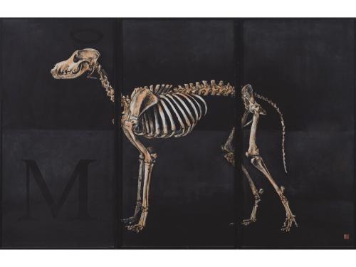 Greyhound Skeleton