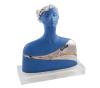 <span class='ref_item'>186 -</span> <span class="object_title">BUSTO DE MUJER AZUL, 1983</span>   <p><span class="author">AURORA CAÑERO (Madrid, 1940)</span> <br><span class="technical_description">Busto de mujer azul, plateado y dorado.<br/>Firmado" A. Careño" en el reverso con numeración 98/500 C-21. Sobre mase de metacrilato. Con copia de certificado firmado por la autora<br/>Medidas: 24x26,5cm</span><br></p>