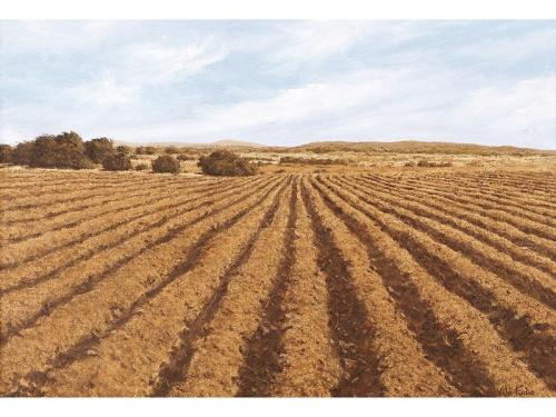 Campo labrado