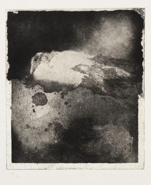 El pájaro y la vieja paloma