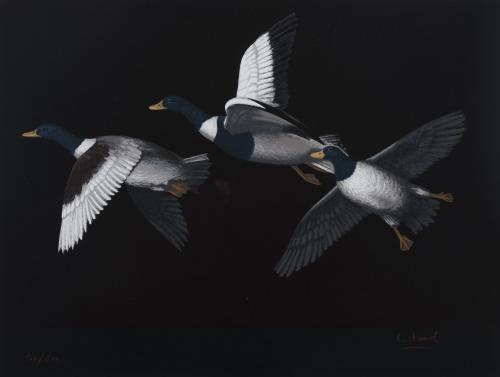Patos