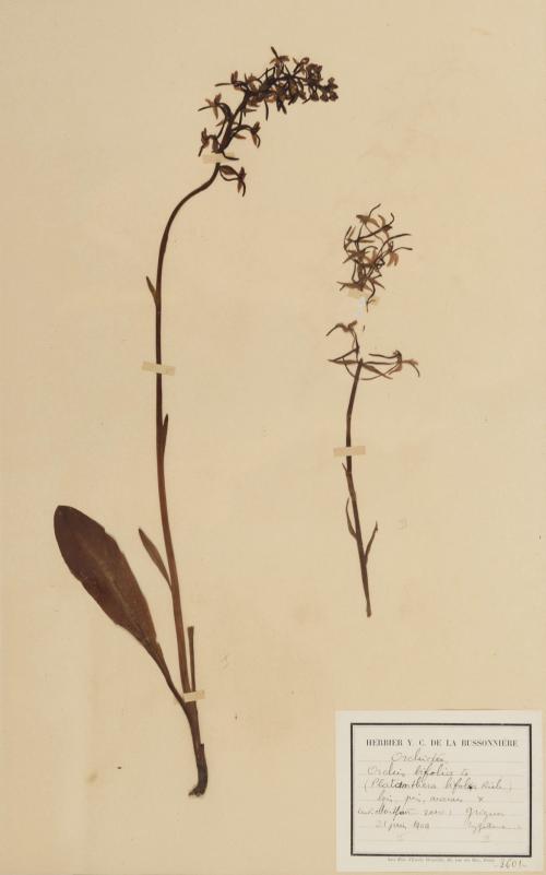 HERBARIO FRANCÉS, HACIA 1906.