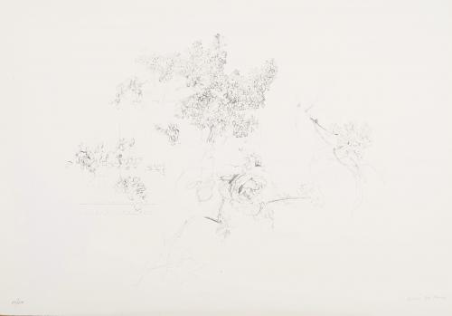 Membrillos y rosa. 1992