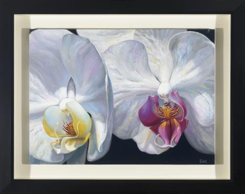 Orquideas