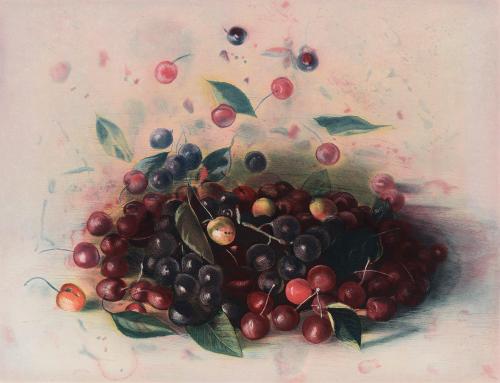 Bodegon de cerezas