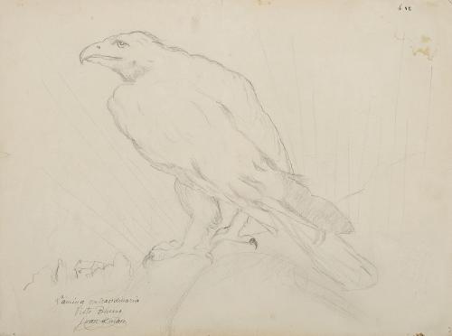 Águila y ave