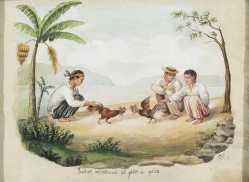 Indios adiestrando gallos de pelea y Campesino sobre un buf