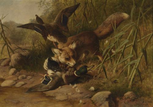 Zorro cazando patos