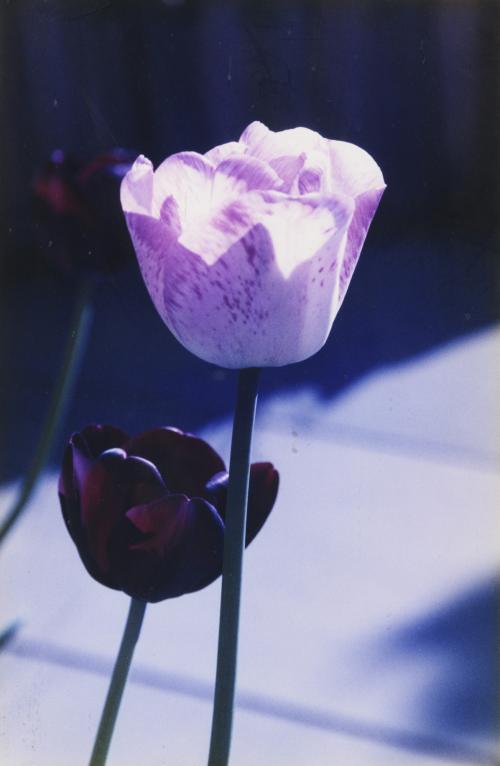 Tulip Shadows. Nueva York,  mayo 2001 