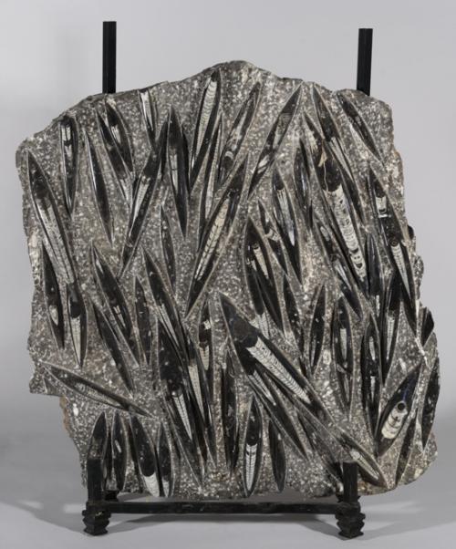 PLACA DE BELEMNITES FOSILES, Cordillera del Atlas, Marruecos