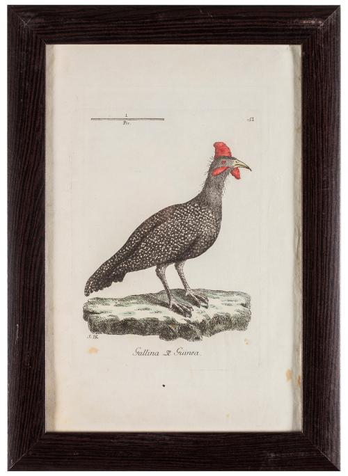 GALLINA DE GUINEA 