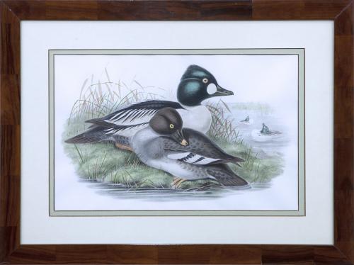 PAREJA DE PATOS 